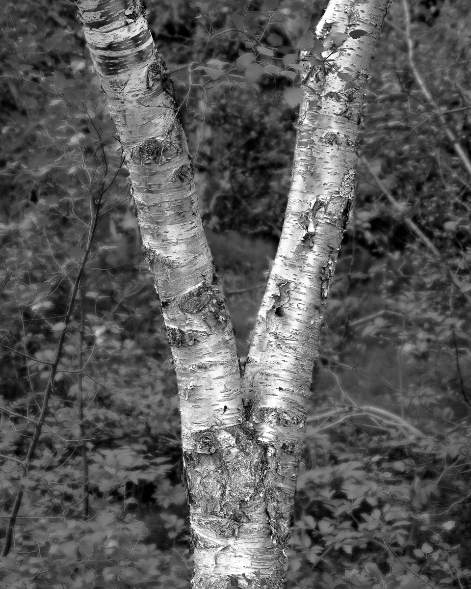 Birch Tree